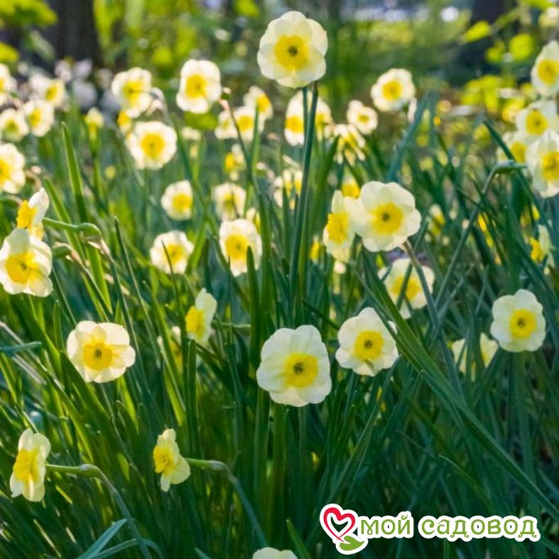 Нарцисс мини Сан Диск