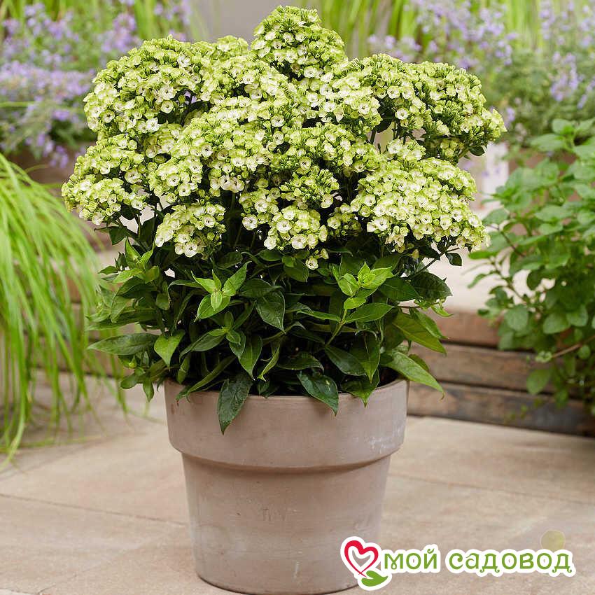 Комплект Флоксов 3шт.