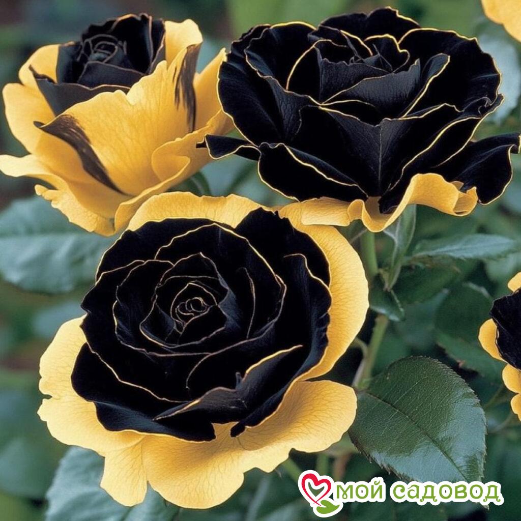 Роза Ханни Сикл